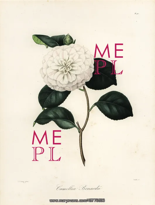 : Camellia bonardii : Camellia bonardii