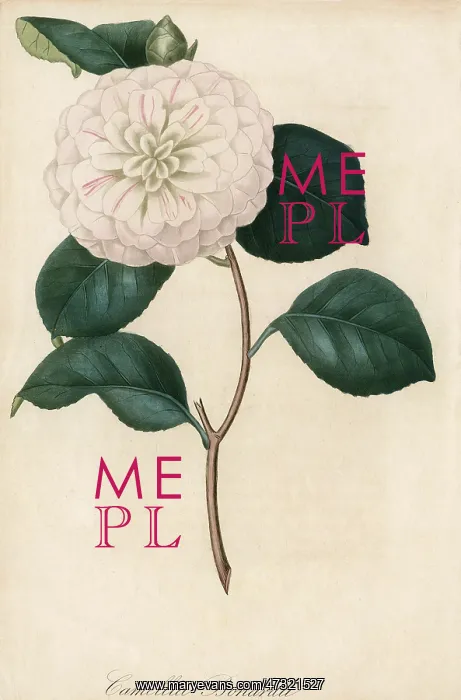  : CAMELLIA BONARDII