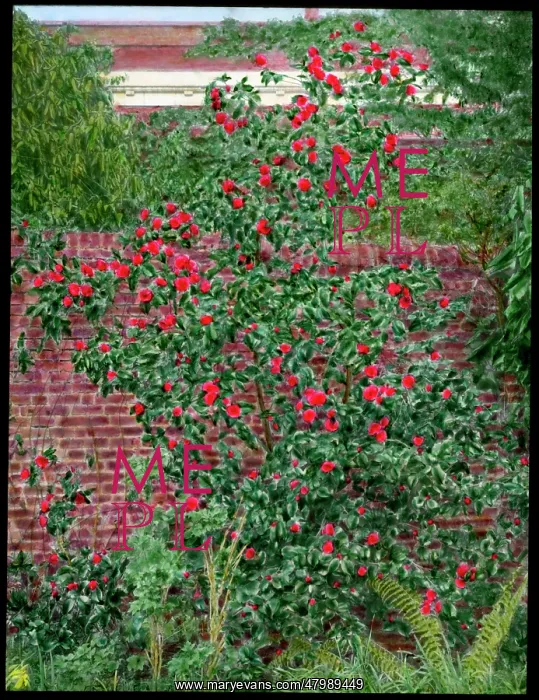 : Camellia bush growing in a garden : Camellia bush growing in a garden
