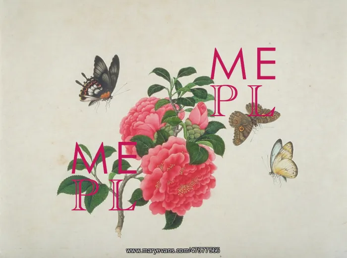 : Camellia with butterflies : Camellia with butterflies