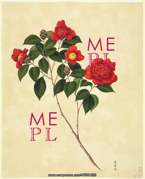: Camellia cv : Camellia cv