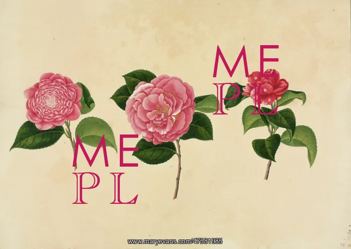 : Camellia cv : Camellia cv