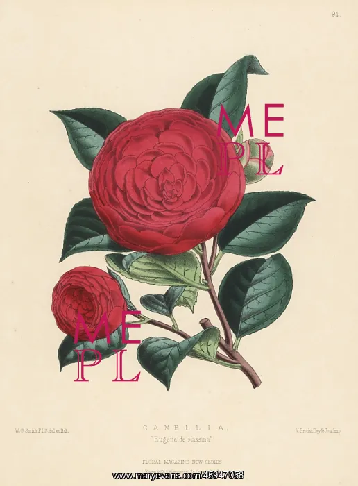 : Camellia Eugene de Massina : Camellia Eugene de Massina