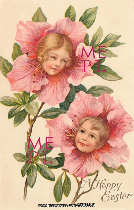 : Camellia Flower Faces : Camellia Flower Faces