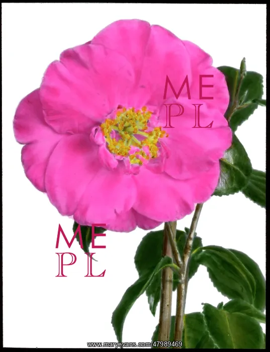 : Camellia Hassai (Higo) : Camellia Hassai (Higo)