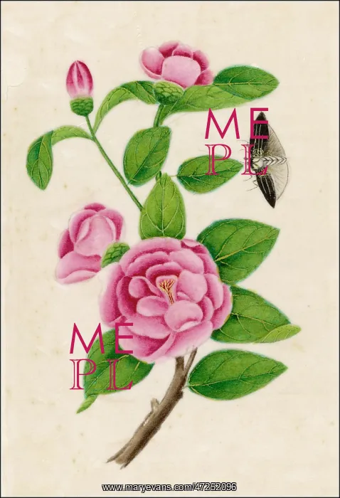 : CAMELLIA & INSECT : CAMELLIA & INSECT