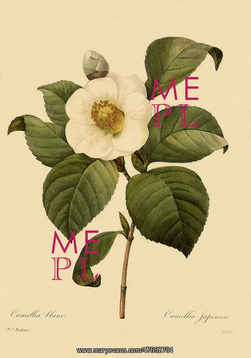  : Camellia japonica