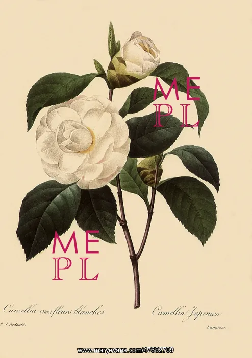  : Camellia japonica