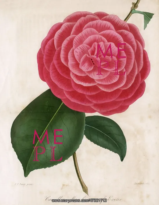  : CAMELLIA - MARCHIONESS