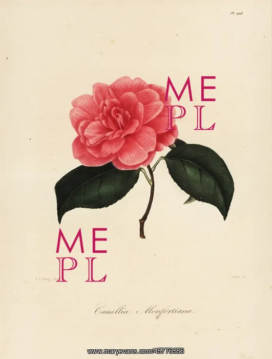 : Camellia monfortiana : Camellia monfortiana