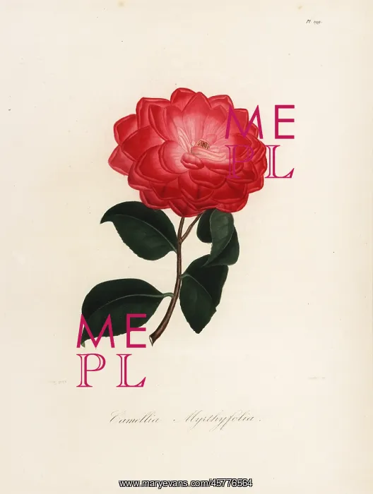 : Camellia myrthyfolia : Camellia myrthyfolia