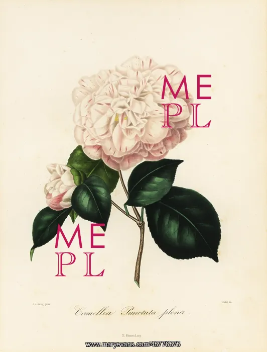 : Camellia punctata plena : Camellia punctata plena