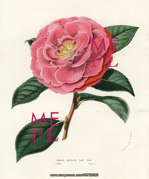: Camellia reticulata. Vulnerable : Camellia reticulata. Vulnerable