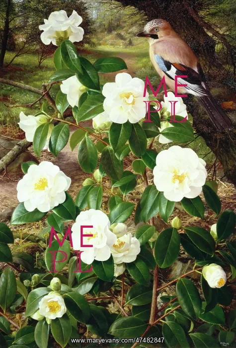 : Camellia Shiro-Botan : Camellia Shiro-Botan