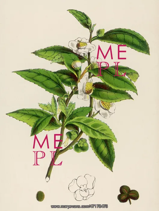  : CAMELLIA SINENSIS (TEA)