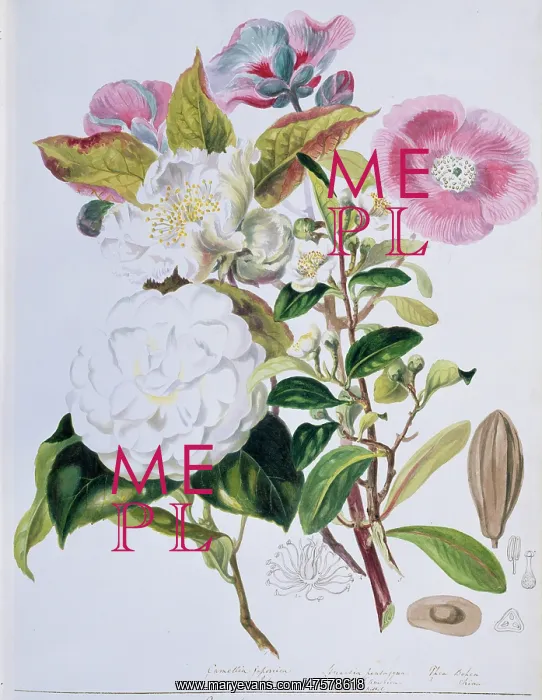 : Camellia sp. camellia : Camellia sp. camellia