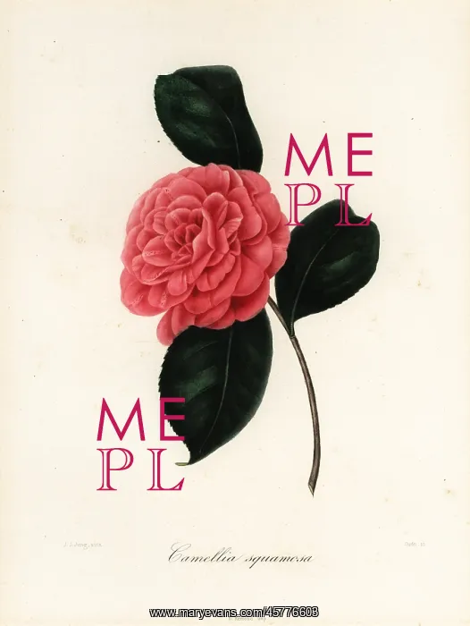 : Camellia squamosa : Camellia squamosa