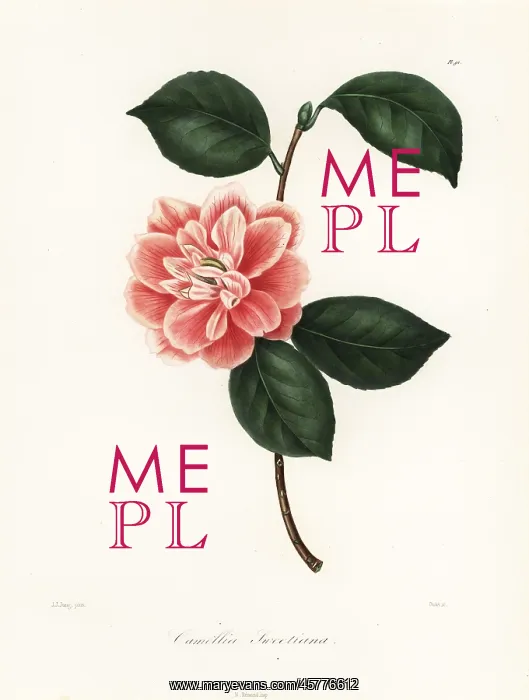 : Camellia sweetiana : Camellia sweetiana