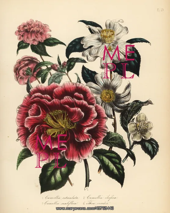 : Camellia and tea species : Camellia and tea species