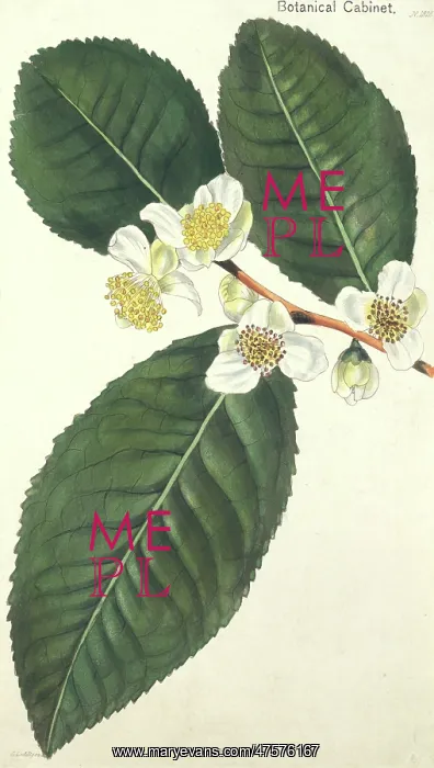 : Camellia thea, tea : Camellia thea, tea