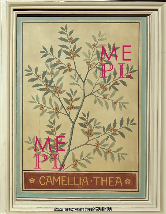 : Camellia thea, tea : Camellia thea, tea