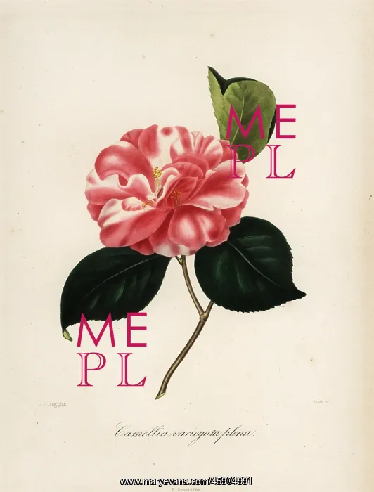 : Camellia variegata plena : Camellia variegata plena