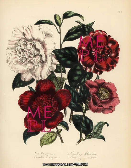 : Camellia and waratah species : Camellia and waratah species