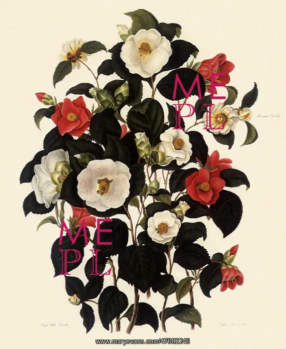  : Camellias, Camellia spp