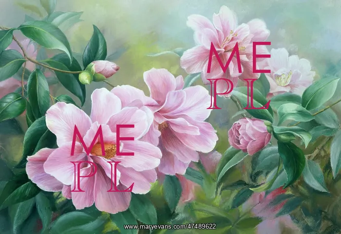  : Camellias ' pink flowers