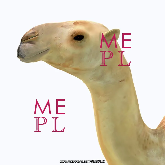 : Camelops hesternus portrait : Camelops hesternus portrait