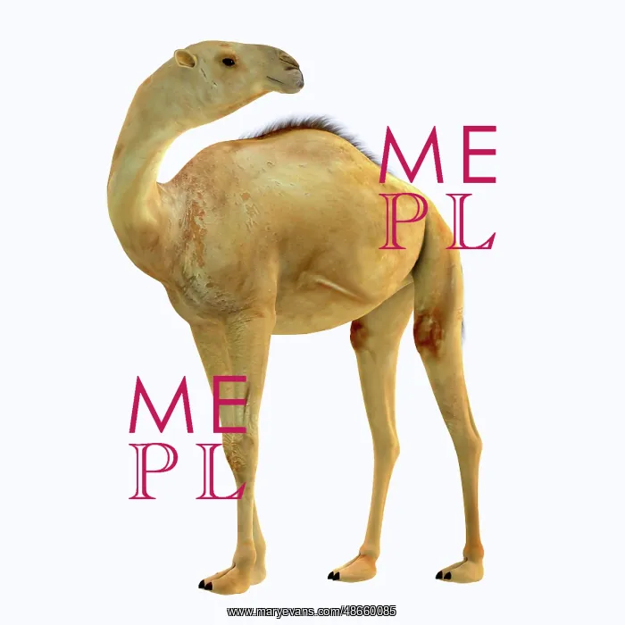 : Camelops hesternus, side profile : Camelops hesternus, side profile