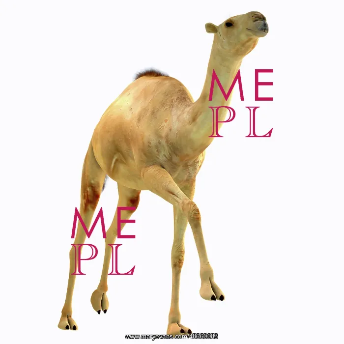 : Camelops hesternus, front view : Camelops hesternus, front view