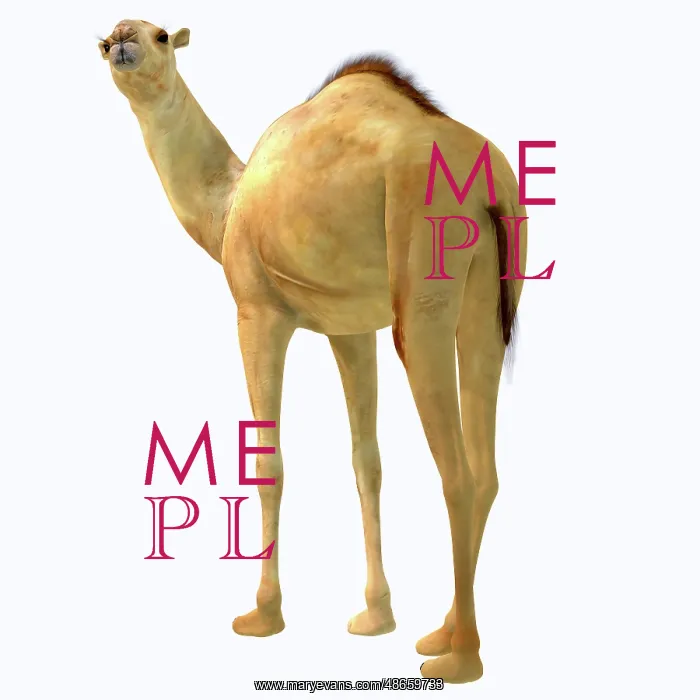 : Camelops hesternus on white background : Camelops hesternus on white background