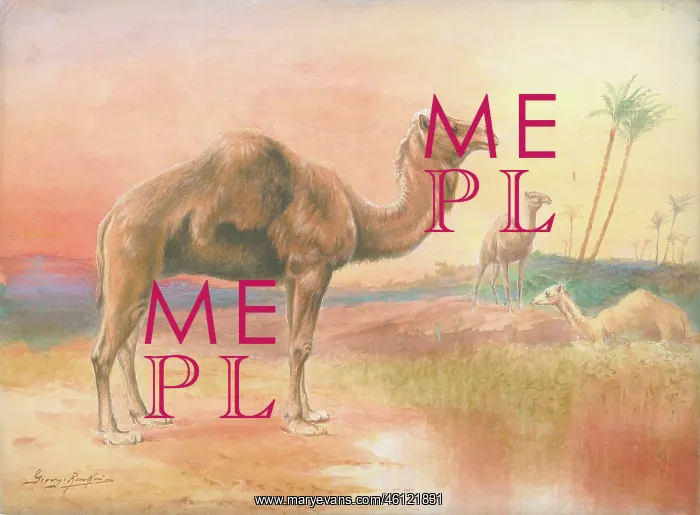  : Camels by George Rankin