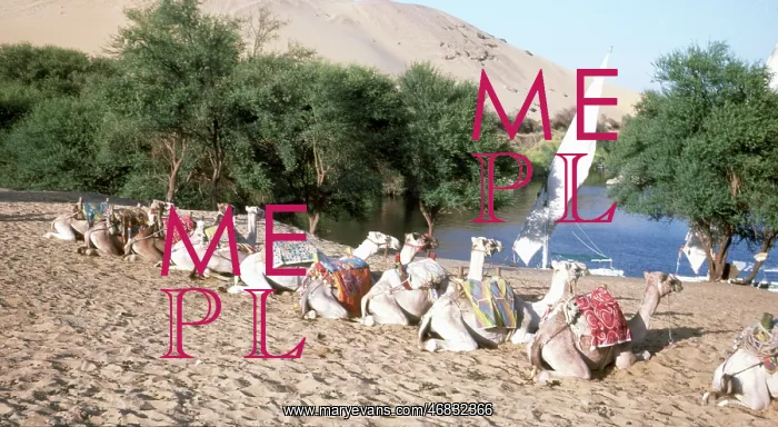: Camels on the banks of the River Nile, Egypt : Camels on the banks of the River Nile, Egypt