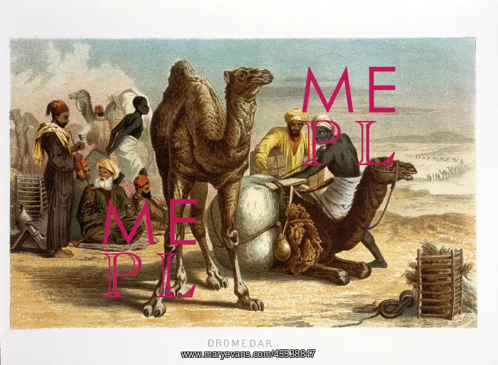  : Camels - Dromedaries - Animals