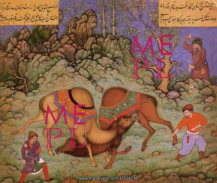 : Two Camels Fighting
