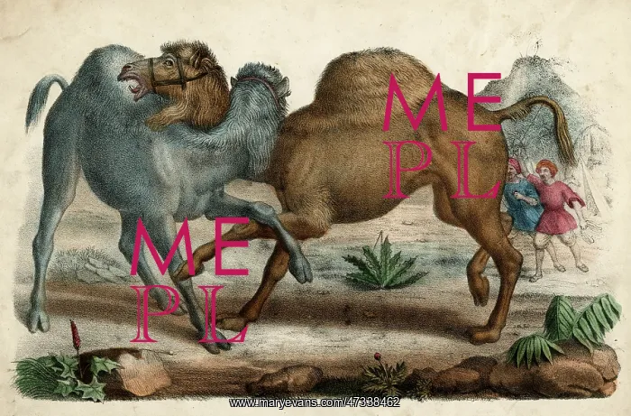: Camels Fighting - circa 1845 : Camels Fighting - circa 1845