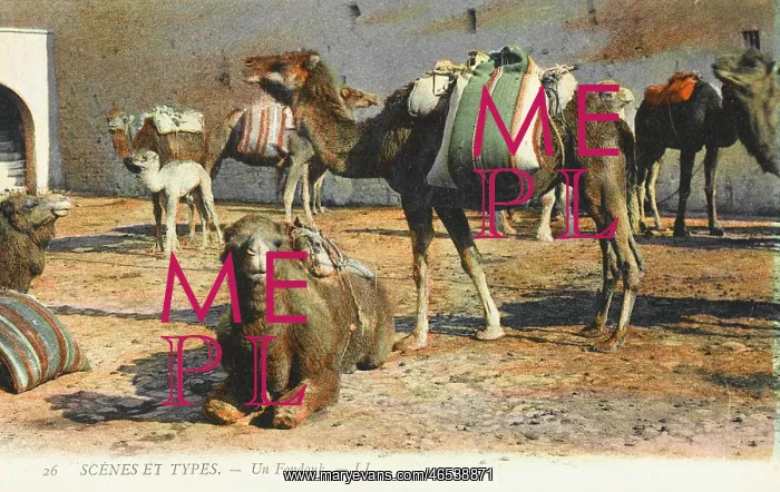 : Camels at a Fondouk : Camels at a Fondouk