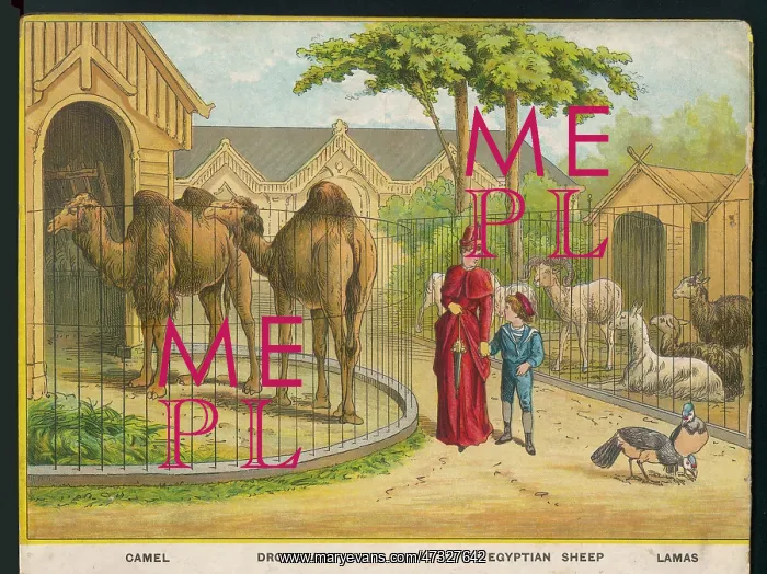 : CAMELS AND LAMAS ZOO : CAMELS AND LAMAS ZOO