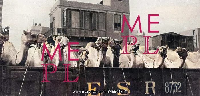 : Camels leaving Cairo for the Front, WW1 : Camels leaving Cairo for the Front, WW1