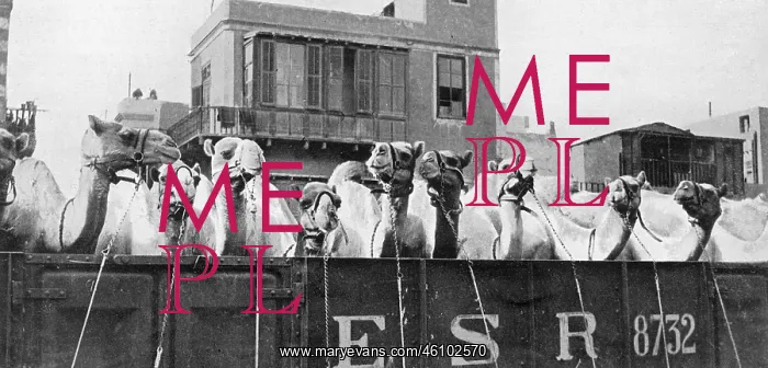 : Camels leaving Cairo for the Front, WW1 : Camels leaving Cairo for the Front, WW1