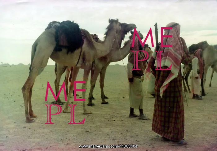 : Camels in Oman : Camels in Oman