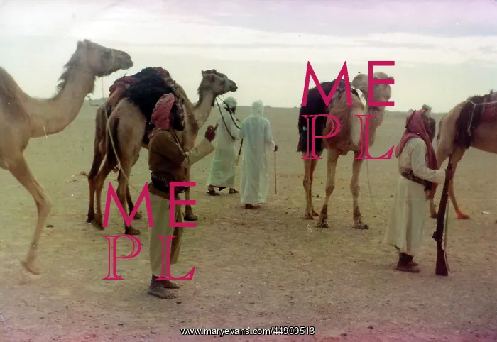 : Camels with Omani people in Oman : Camels with Omani people in Oman