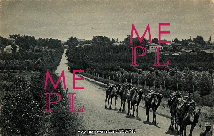 : Camels and orange groves, Palestine : Camels and orange groves, Palestine