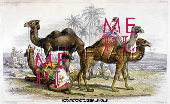 : CAMELS & PEOPLE 19C : CAMELS & PEOPLE 19C