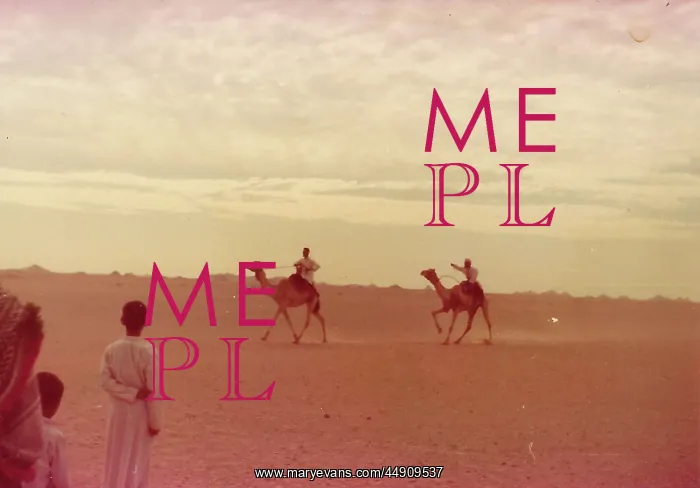 : Camels racing in Oman : Camels racing in Oman