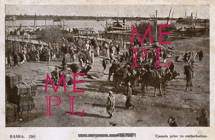 : Camels ready for embarkation, Basra, Iraq : Camels ready for embarkation, Basra, Iraq