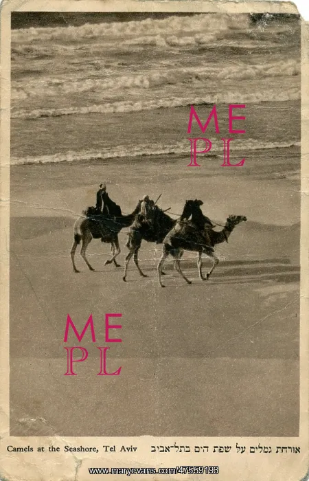 : Camels on seashore, Tel Aviv, Israel : Camels on seashore, Tel Aviv, Israel