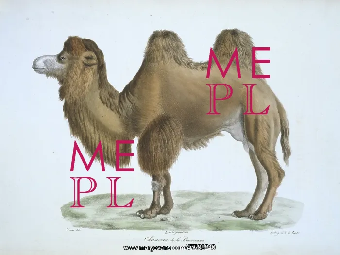 : Camelus bactrianus, bactrian camel : Camelus bactrianus, bactrian camel